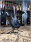 Ibanez GIO GRGR131EX-BKF - Электрогитара 5uEALoWZhsyIrgD965Nth2