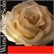 Pirastro 410021 Wondertone Solo Комплект струн для скрипки (синтетика) 410021